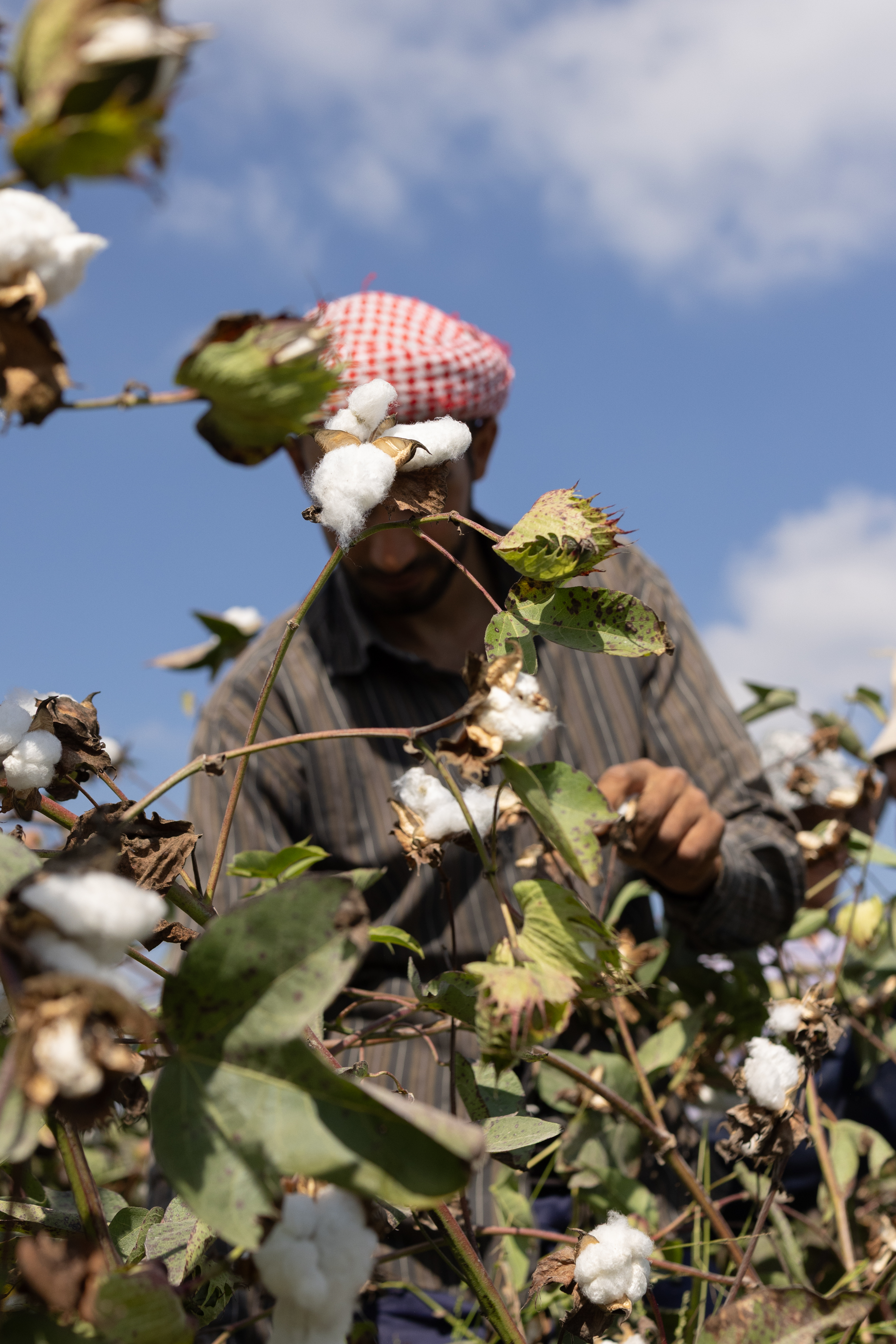 Egyptian cotton picker